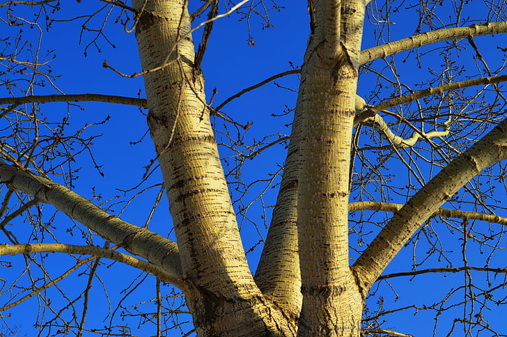 arbre, branques, cel blau, natura, l'hivern, escorça, fusta
