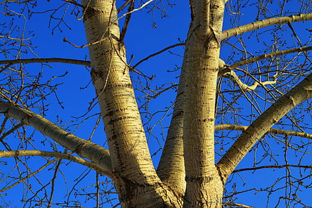 árbol, sucursales, cielo azul, naturaleza, invierno, corteza, madera