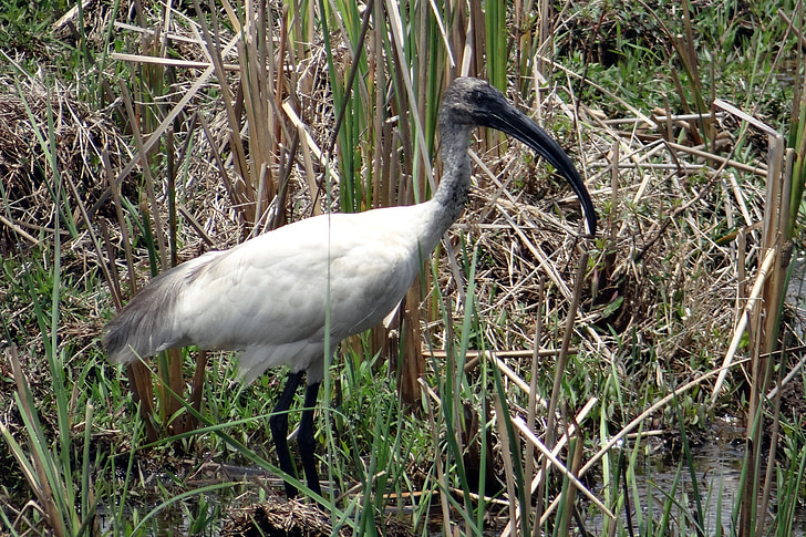 Black-headed ibis, orientální bílá ibis, Threskiornis melanocephalus, Wader, pták, Ibis, threskiornithidae