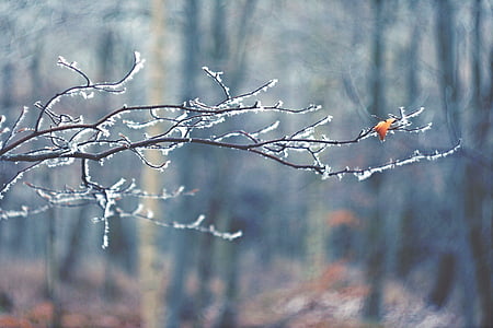 Inverno, M42, filial, folha, geada, floresta, crosta de gelo