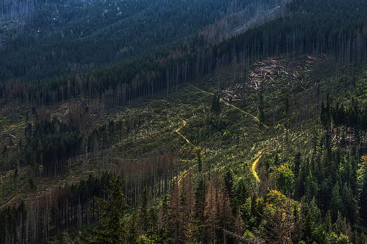 krajina, Hora, Příroda, venku, malebný, stromy, Woods