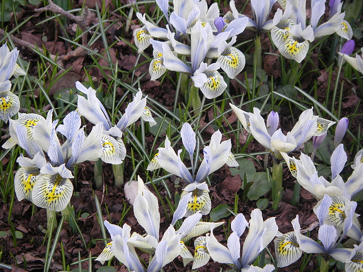 Iris, lilled, kollane, lilla, valge