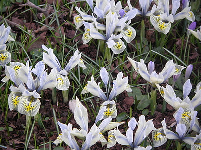 Iris, virágok, sárga, lila, fehér