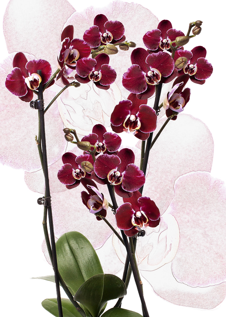 Orchid, Phalaenopsis, röd, Prydnadsväxt orkidé, blomma, Tropical, Butterfly orchid
