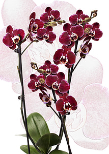 orchidea, Phalaenopsis, červená, Phalaenopsis orchidey, kvet, Tropical, Butterfly orchidea