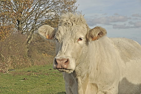 mammifère, animal, viande bovine, vache, Charolais, Meadow