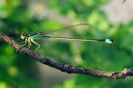 Senegal pechlibelle, Dragonfly, Ischnura senegalensis, Žena, androchrome barvy, křídlo, hmyz