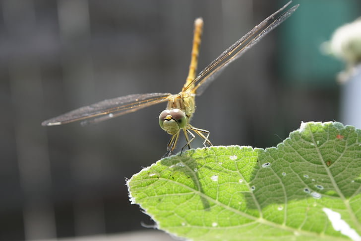 Dragonfly, kesällä, makro, Luonto, Puutarha, hyönteinen