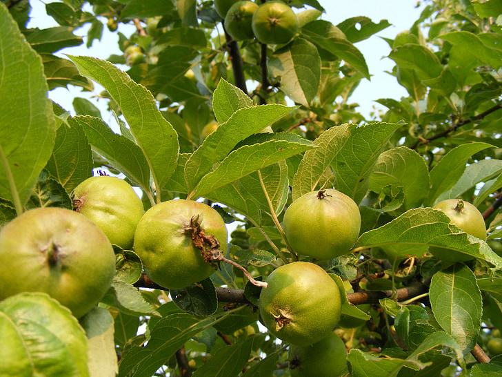 æbler, gren, grøn, blade, frugt, sundhed