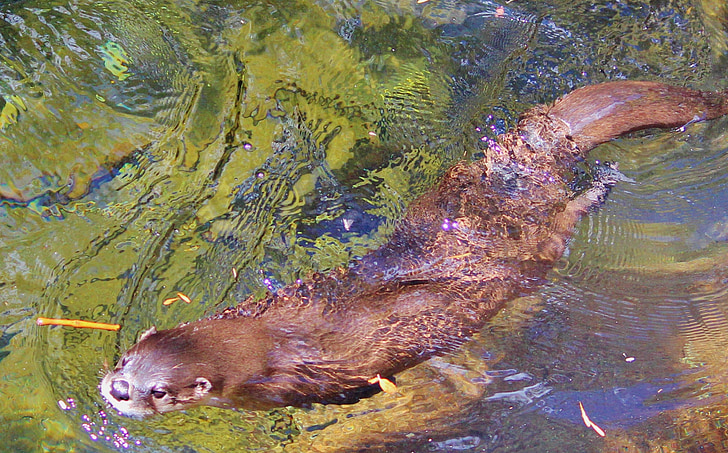 otter, water, Close-up, dier, natuur, snorharen