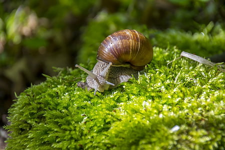 closeup, macro, mollusk, moss, nature, slug, snail