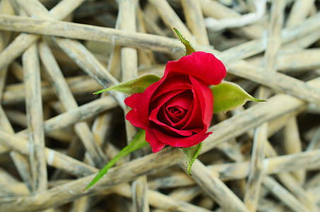 Троянда, Червона троянда, коса, впевненість у собі, застряг, міцність, символ