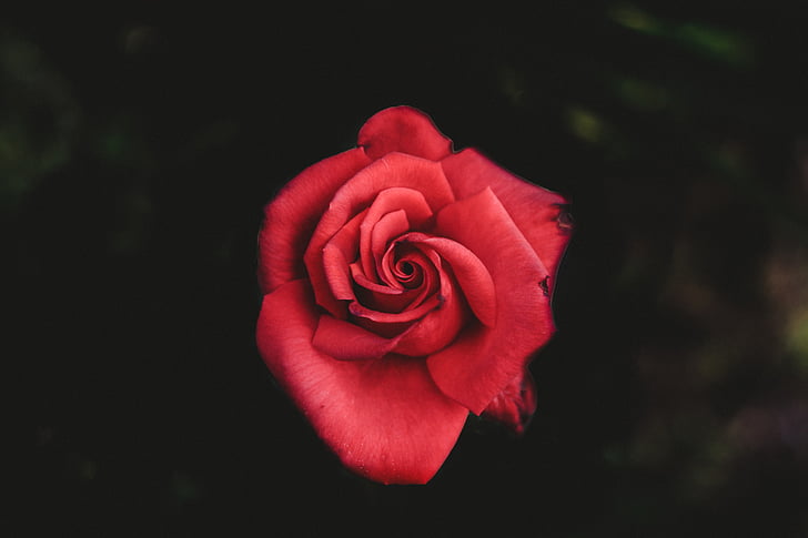 makro, Fotografie, červená, růže, květ, růže - květ, okvětní lístek