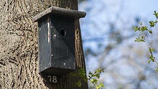 nest box, birdhouse, forest, house, nature, spring, tree