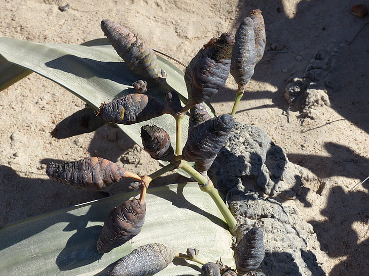 welwitischia mirabilis, planta de deserto, deserto do Namibe