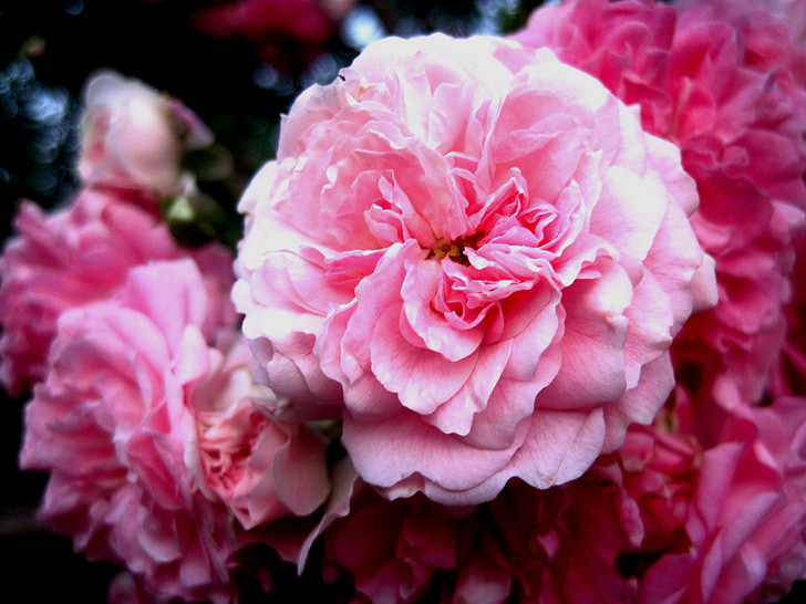 Róża, Rambler, różowy, miękkie, płatki, delikatne, ładny