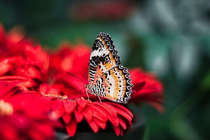 papillon, insecte, couleurs, coloré, macro, Closeup, belle