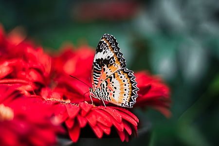 kupu-kupu, serangga, warna, warna-warni, makro, closeup, Cantik