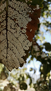 Leaf, träd, vit, brun, Iran