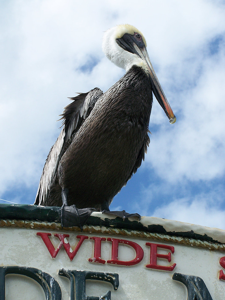 Pelican, fågel, naturen, vilda djur, Bay