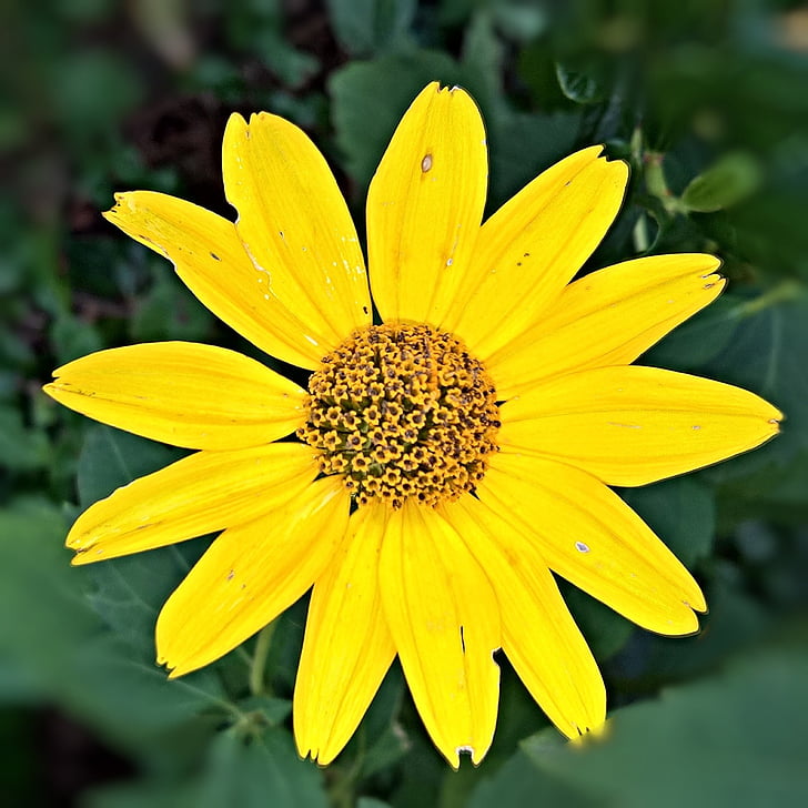 Herbst Blumen, Anlage, einzelne Blüte, mehrjährige Sonnenblumen, unter den Gestalten von Sonnenblume, Makro, gelben Blüten