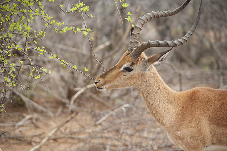 Free photo: blackbuck, kala hiran, animal, antelope, cervicapra, herbivore,  deer | Hippopx