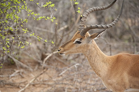 Impala, geyik gibi, Kruger, yaban hayatı, doğa, vahşi hayvanlar, Afrika