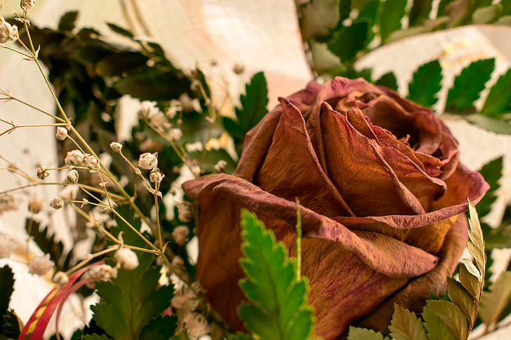 Rosa marcida, flor, vermell, primavera, flor vermella, close-up, pètals