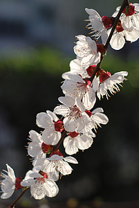 flor, flor de préssec, primavera, natura, branca, arbre, close-up