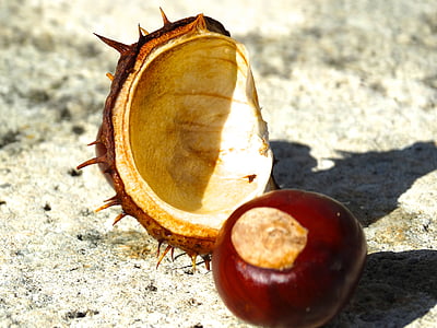 chestnut, chestnut shell, spur, exposed, brown, reddish, nutshell