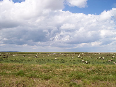 Normandía, Francia, oveja, rebaño, cielo, nubes, Fondo
