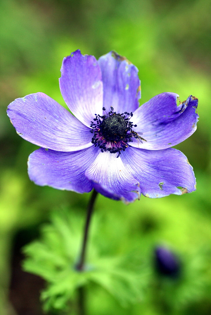 floare, violet, gradina, natura, Iris