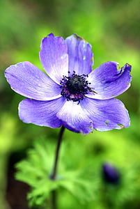 kwiat, fioletowy, ogród, Natura, Iris