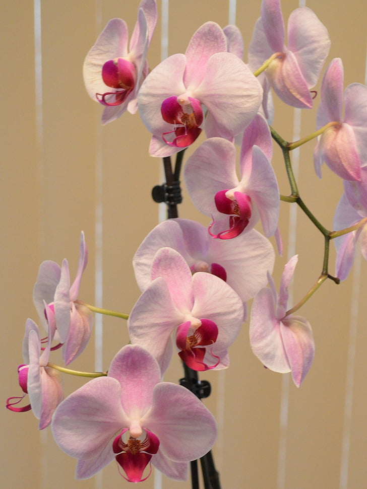 Orchid, Rosa, blomma, Anläggningen, kronblad, Blossom, Tropical