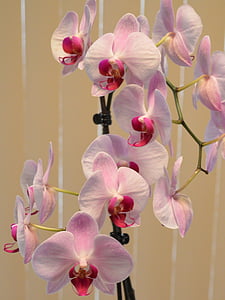 Orchid, roosa, lill, taim, kroonleht, õis, Tropical