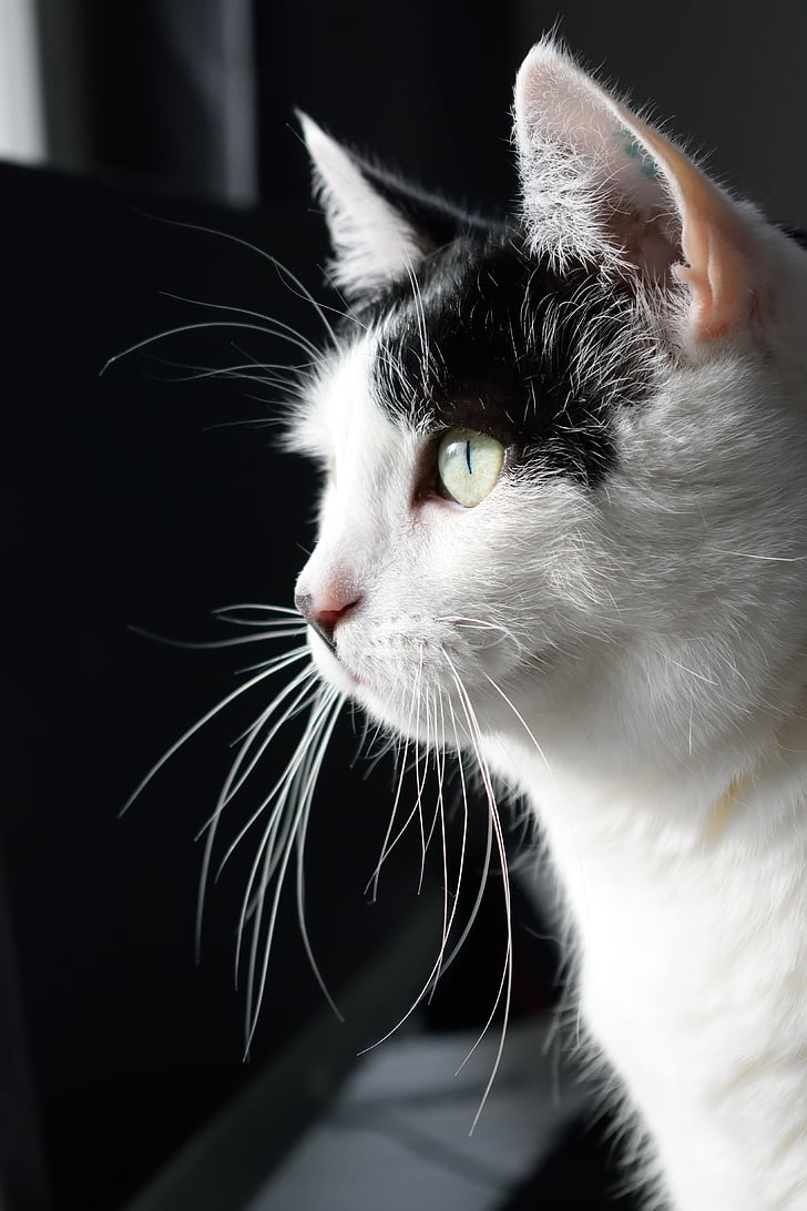 cat, whiskers, domestic, animal, pet, white, head