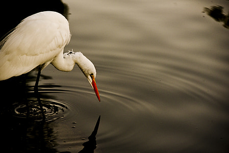 great white egret, fishing, eating, white, egret, great, water