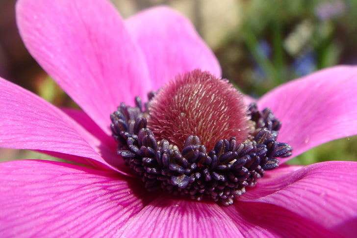 garden, spring, color, purple, anemone, flowers, nature