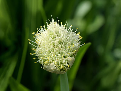 Allium, gėlė, česnakai
