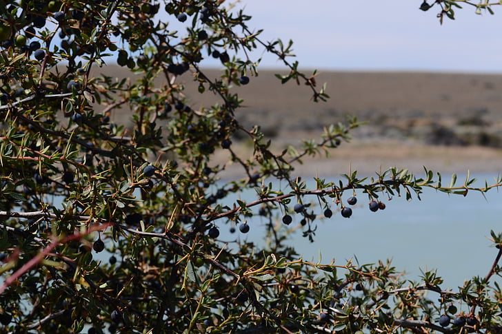 Calafate, hedelmät, Patagonia, Argentiinassa