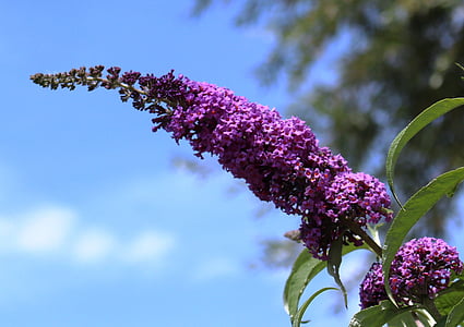 fluture bush, liliac, plante, liliac de vara, flori, violet, frunze