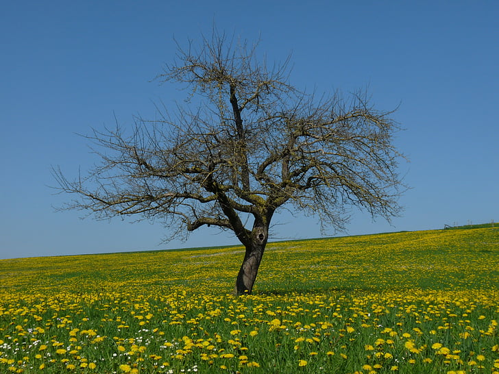 dandelion, meadow, tree, yellow, flower meadow, spring, yellow flowers