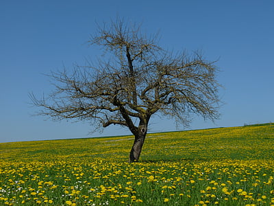 Bồ công anh, Meadow, cây, màu vàng, đồng cỏ Hoa, mùa xuân, Hoa màu vàng