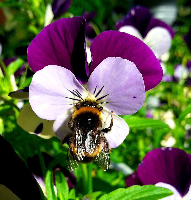 Pan Bumble-bee, hmyz, květ