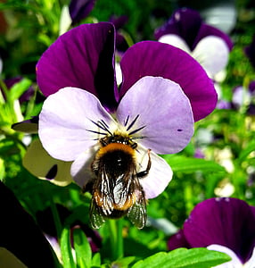 αγριομελισσών-μέλισσα, έντομο, λουλούδι