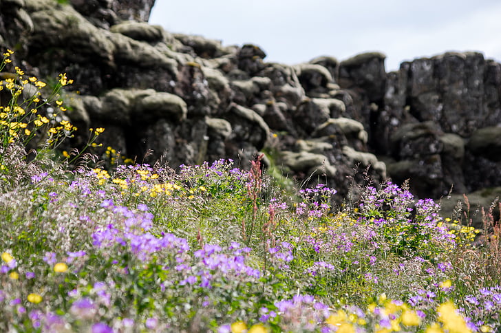 Blooming, Couleur, pays, campagne, domaine, fleurs, herbe