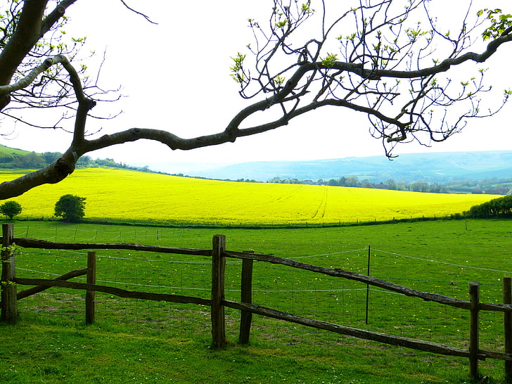 landscape, field of rapeseeds, meadow, yellow, green, branch, spring