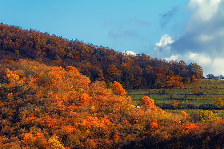 jeseni, padec, listje, Romunija, travnik, krajine, scensko