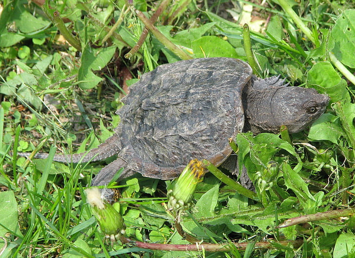 común tortuga de ajuste, Chelydra serpentina, juvenil, Moneymore, Ontario, Canadá