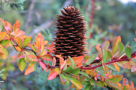 echinacea, pine cone, branches, autumn, color